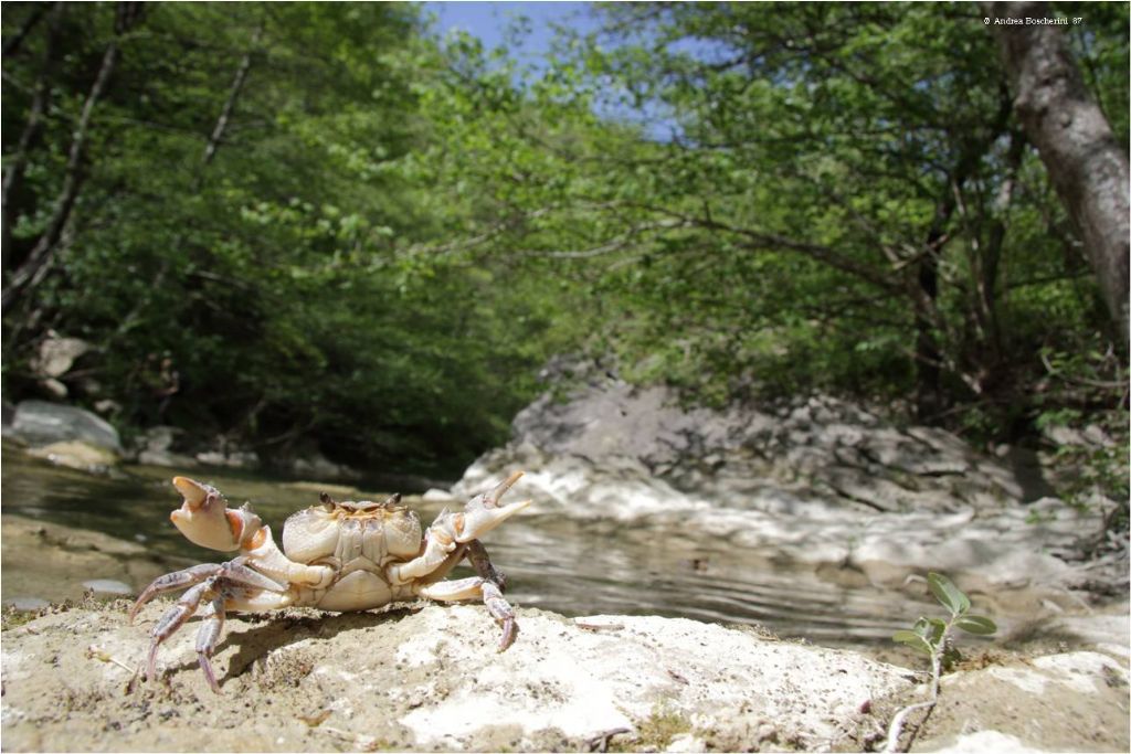 Granchio di fiume (FC)